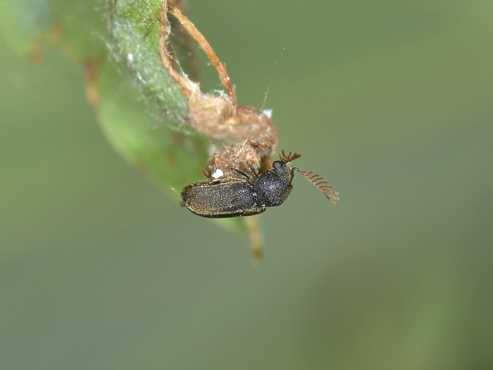 Anobiidae: maschio di Ptilinus fuscus